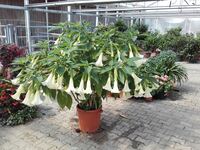 Brugmansia