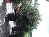 Oleander1